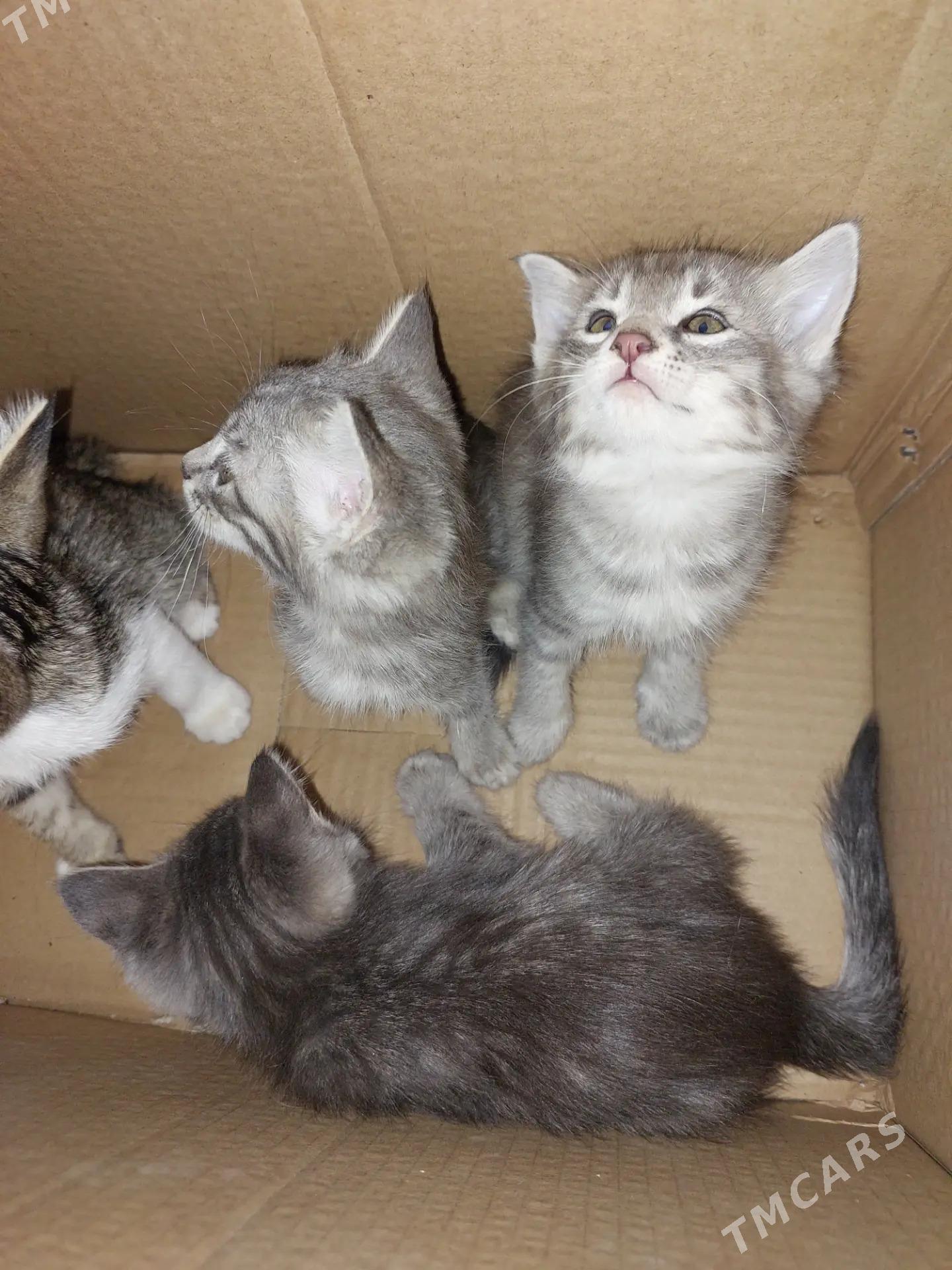 Котята - Türkmenabat - img 5