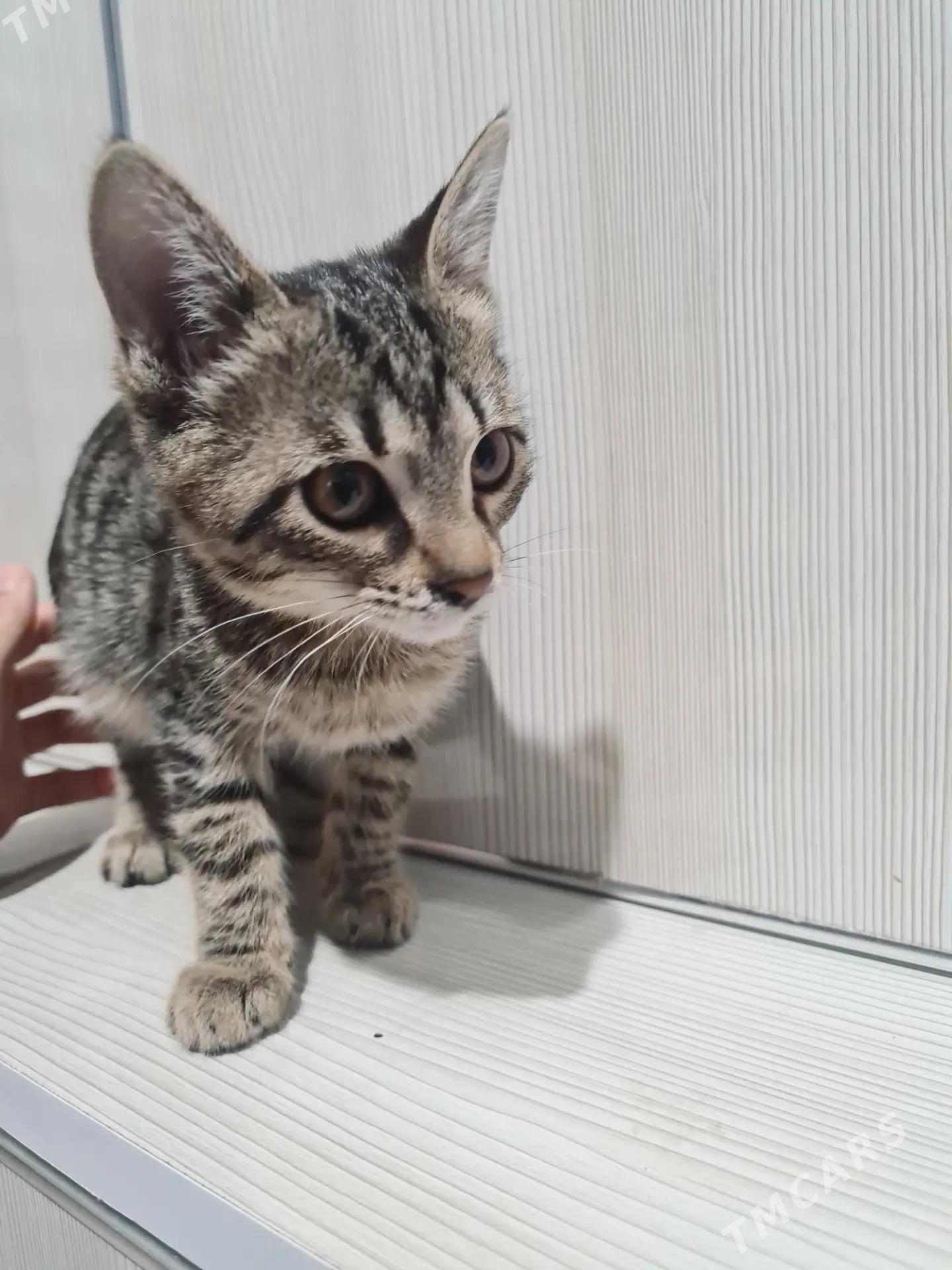 Котята - Türkmenabat - img 7