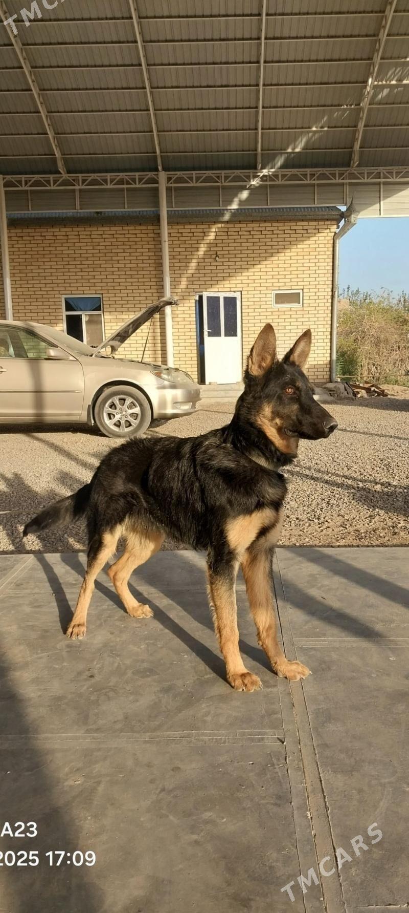 Baron - Baýramaly - img 3