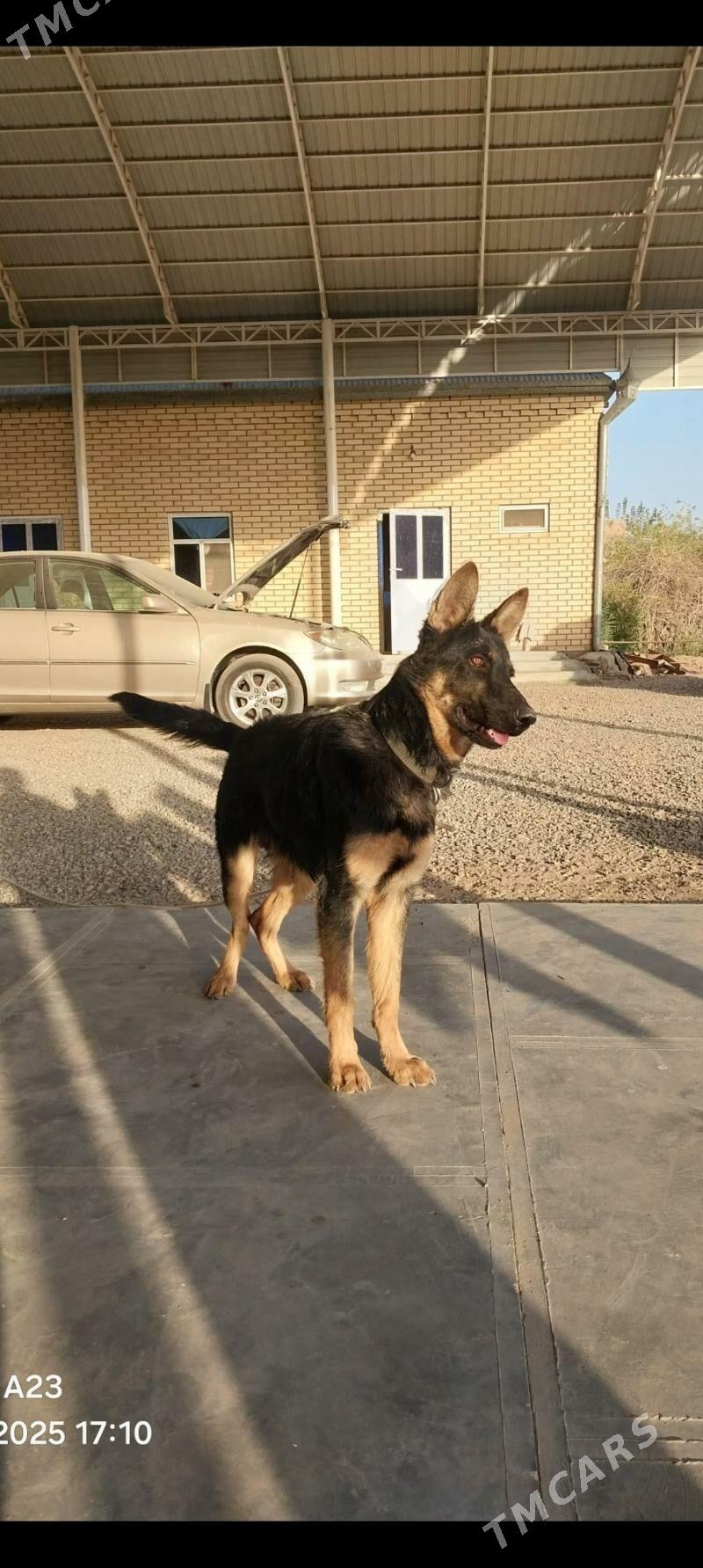 Baron - Baýramaly - img 5