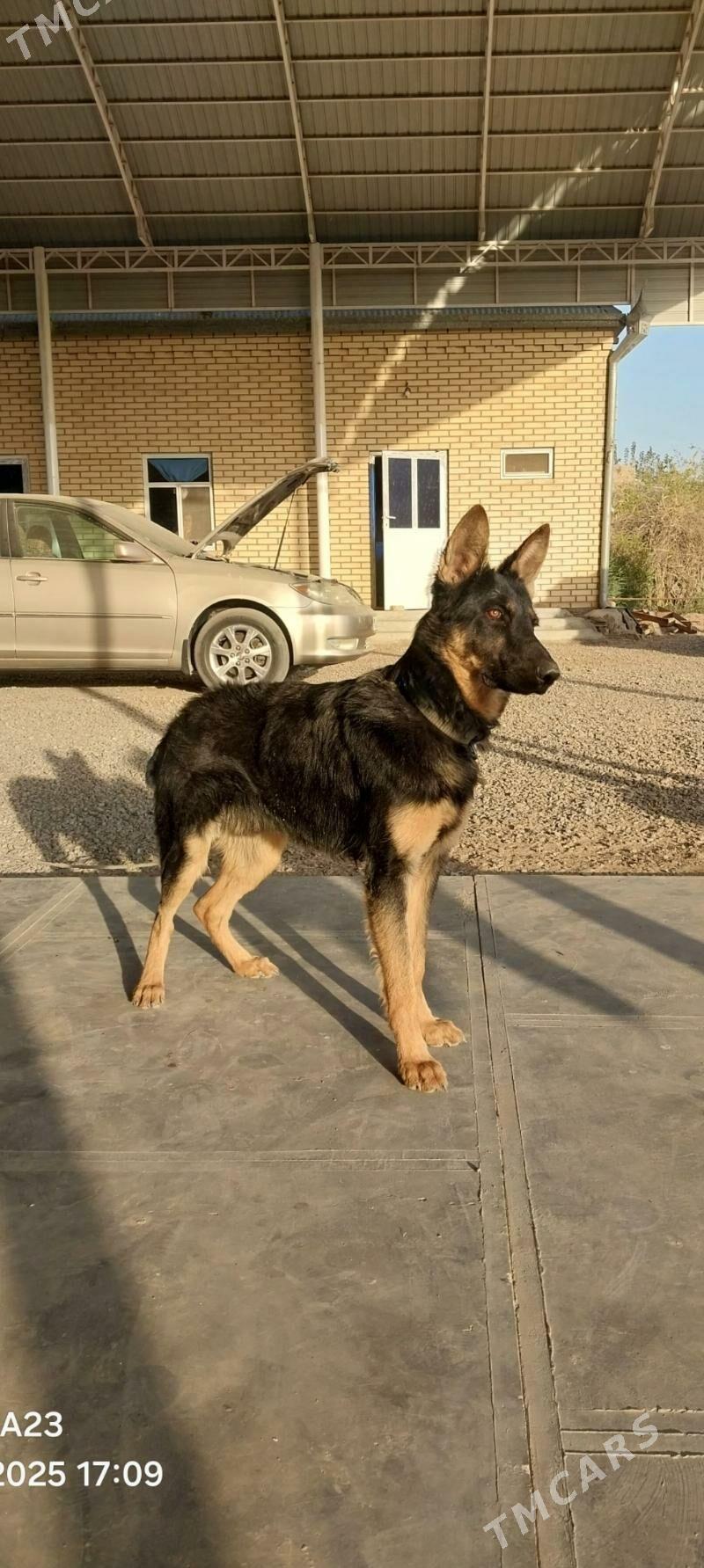 Baron - Baýramaly - img 4