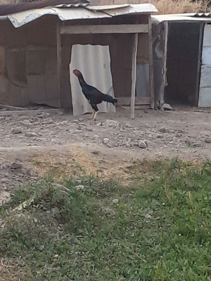 wetnam babaý - Türkmenabat - img 3