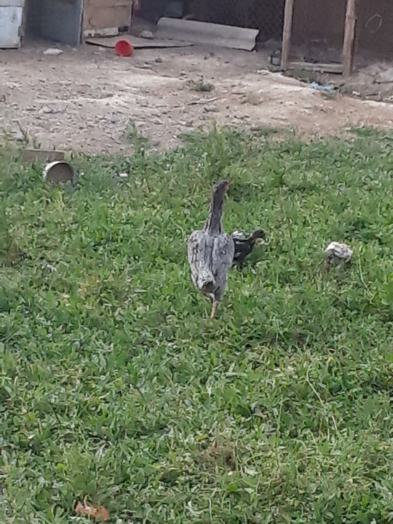 wetnam babaý - Türkmenabat - img 2