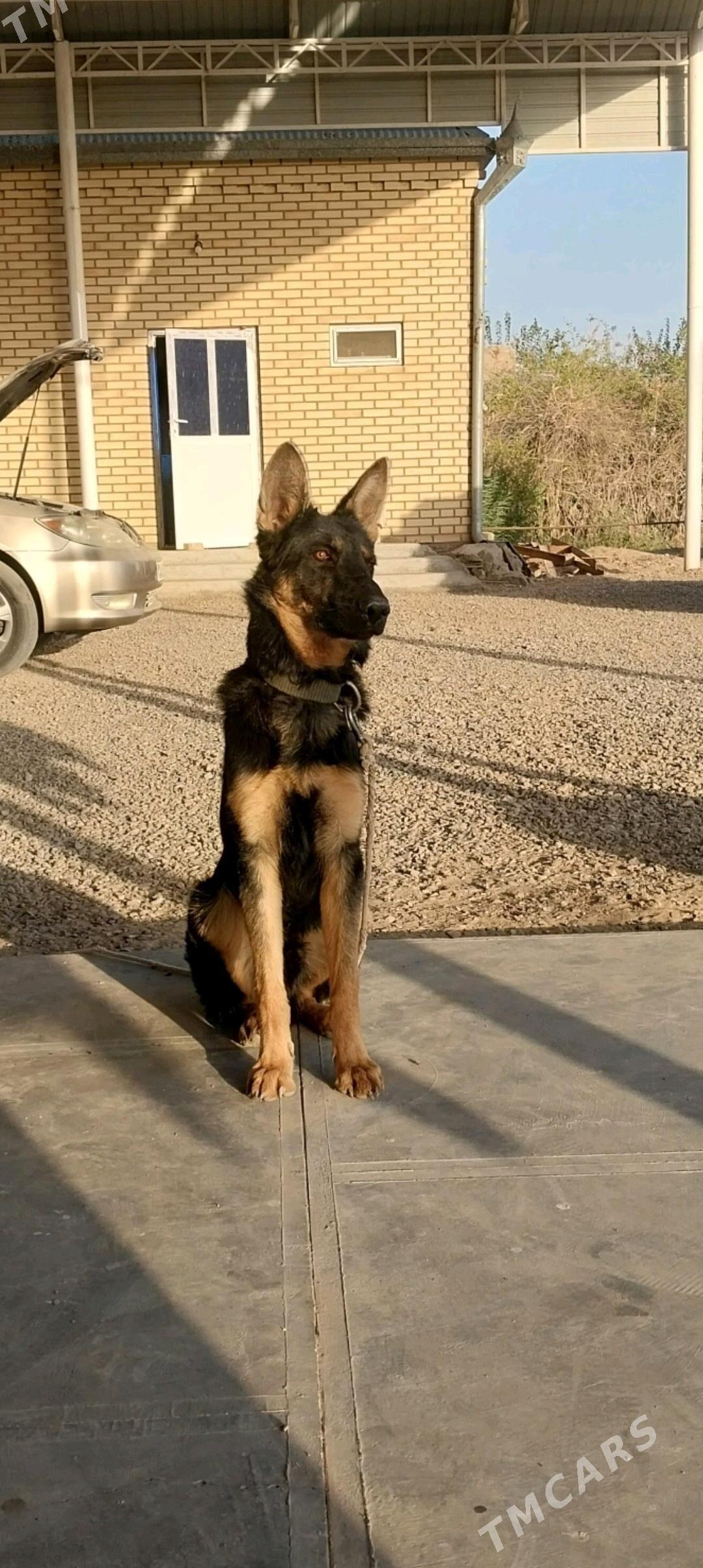 Baron - Baýramaly - img 7