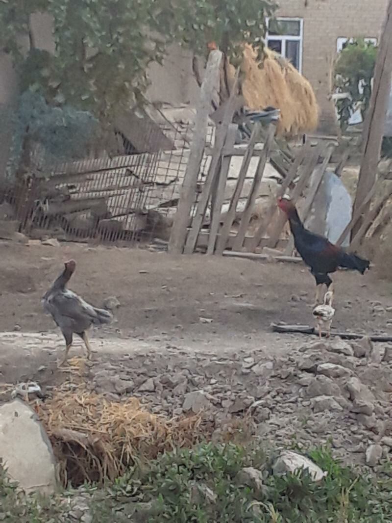 wetnam babaý - Türkmenabat - img 4