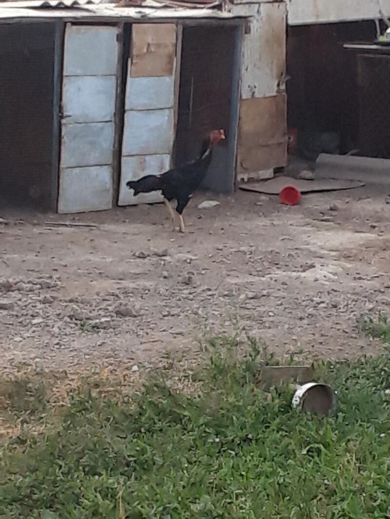 wetnam babaý - Türkmenabat - img 5