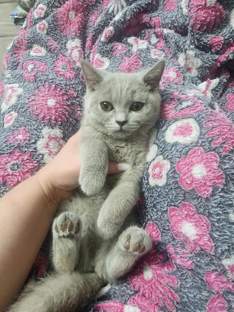 Шотландские котята - Ашхабад - img 9