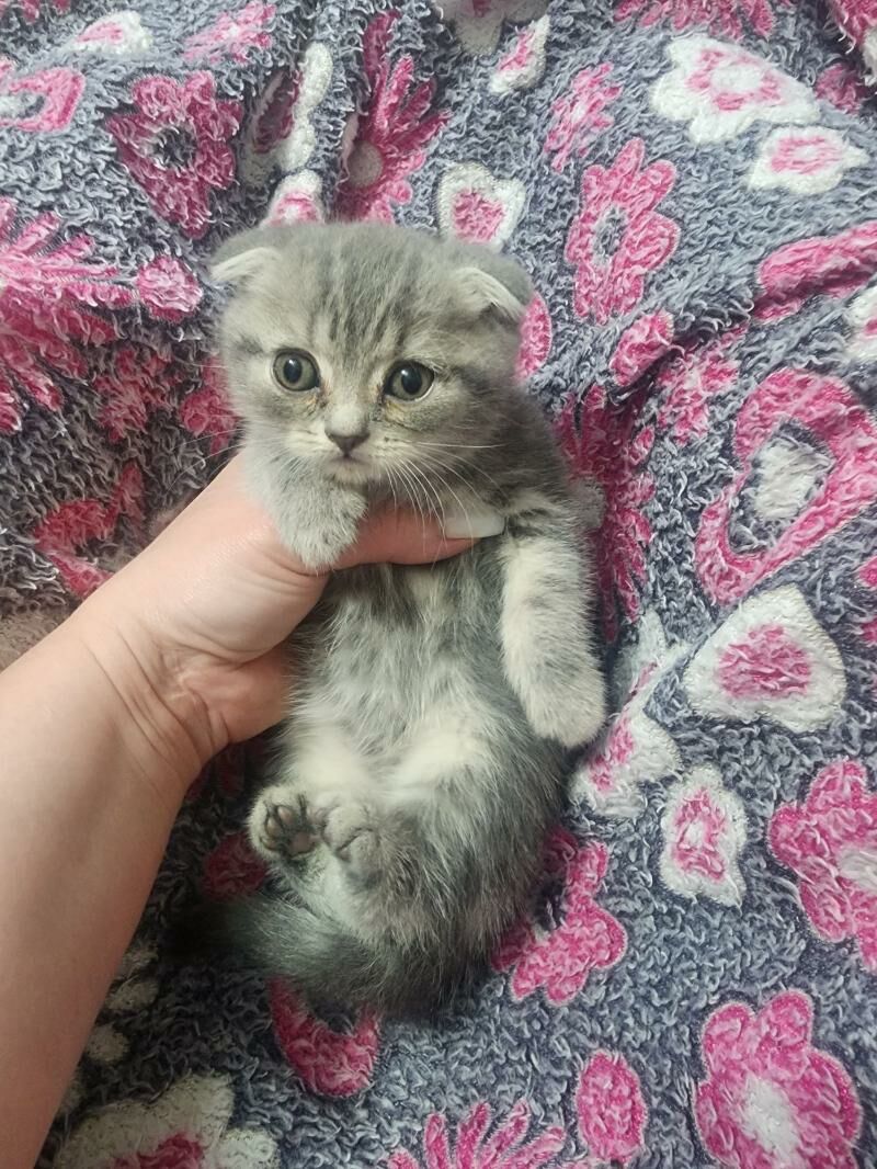 Шотландские котята - Ашхабад - img 8