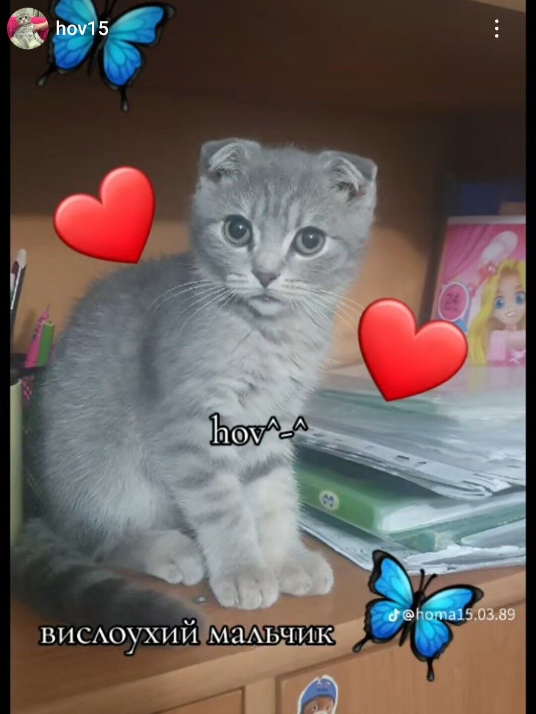 Шотландские котята - Ашхабад - img 6