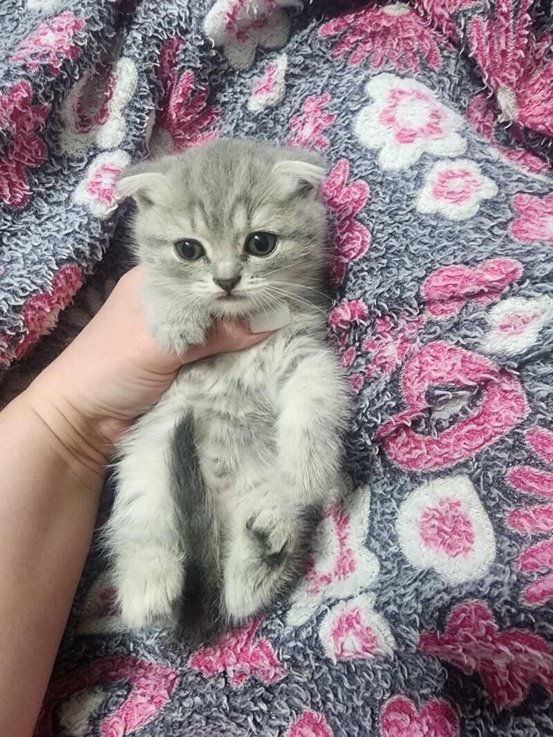 Шотландские котята - Ашхабад - img 5