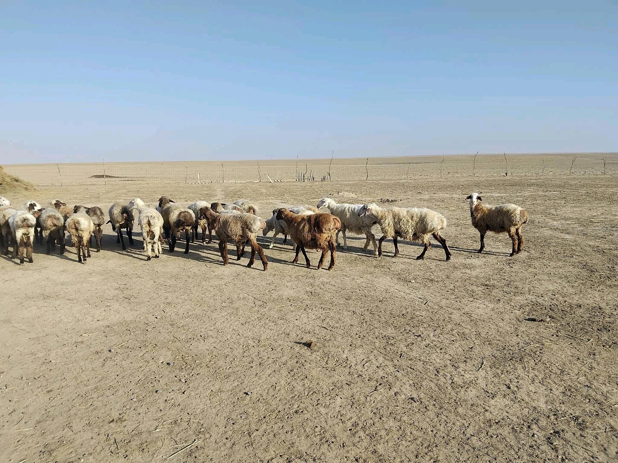 Tokly - Etrek - img 2