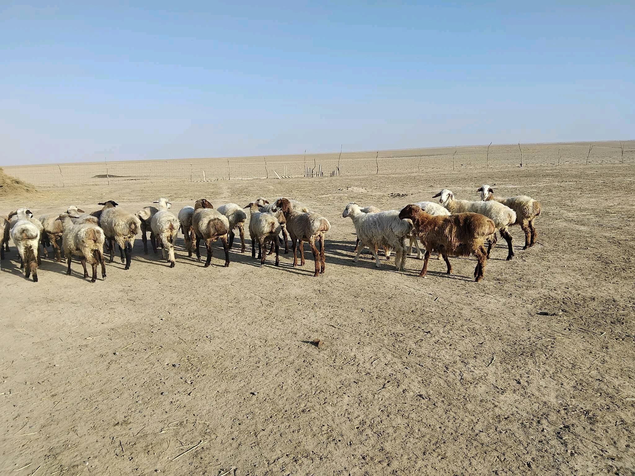 Tokly - Etrek - img 3