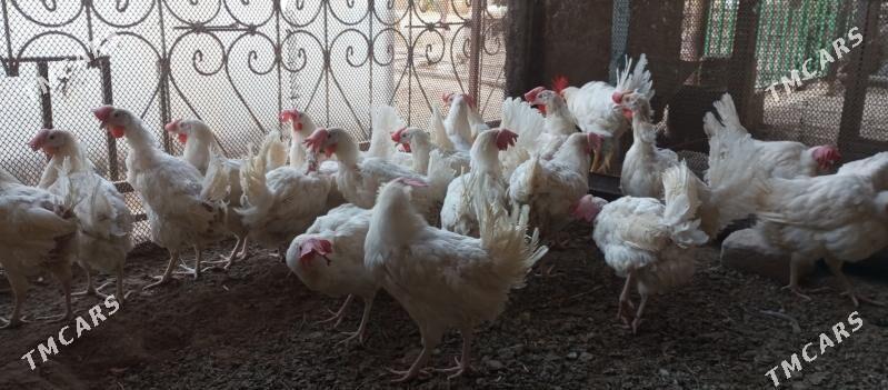 Ak towuk - Murgap - img 1