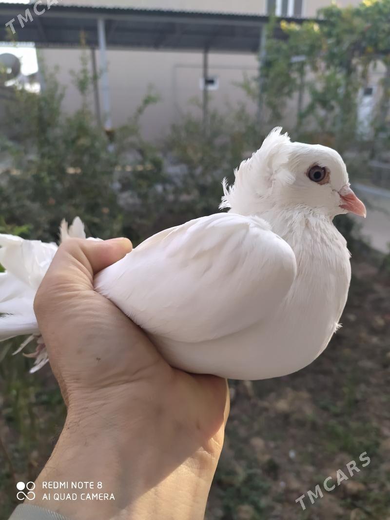 Голуб - Туркменабат - img 4