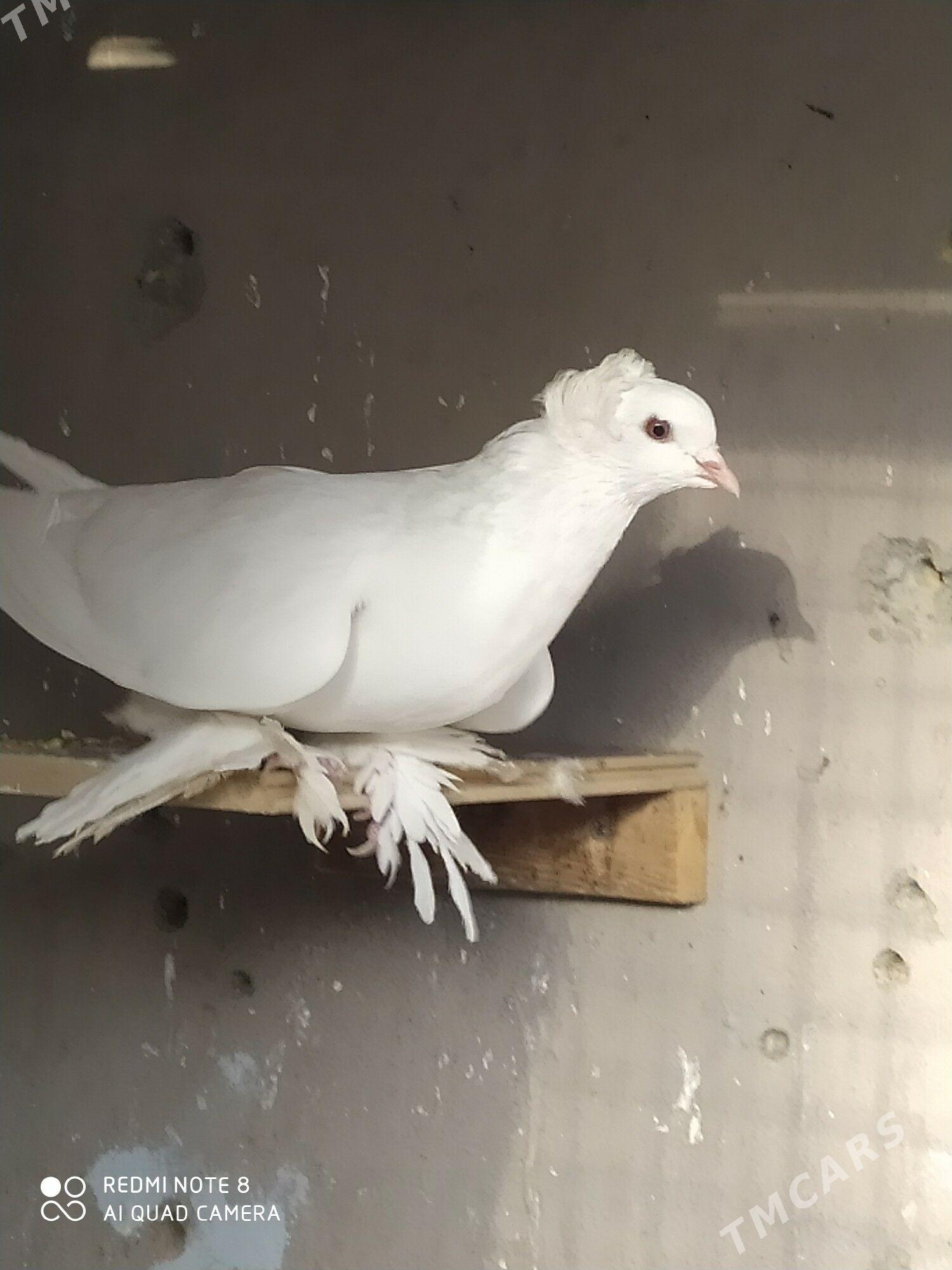 Голуб - Туркменабат - img 1