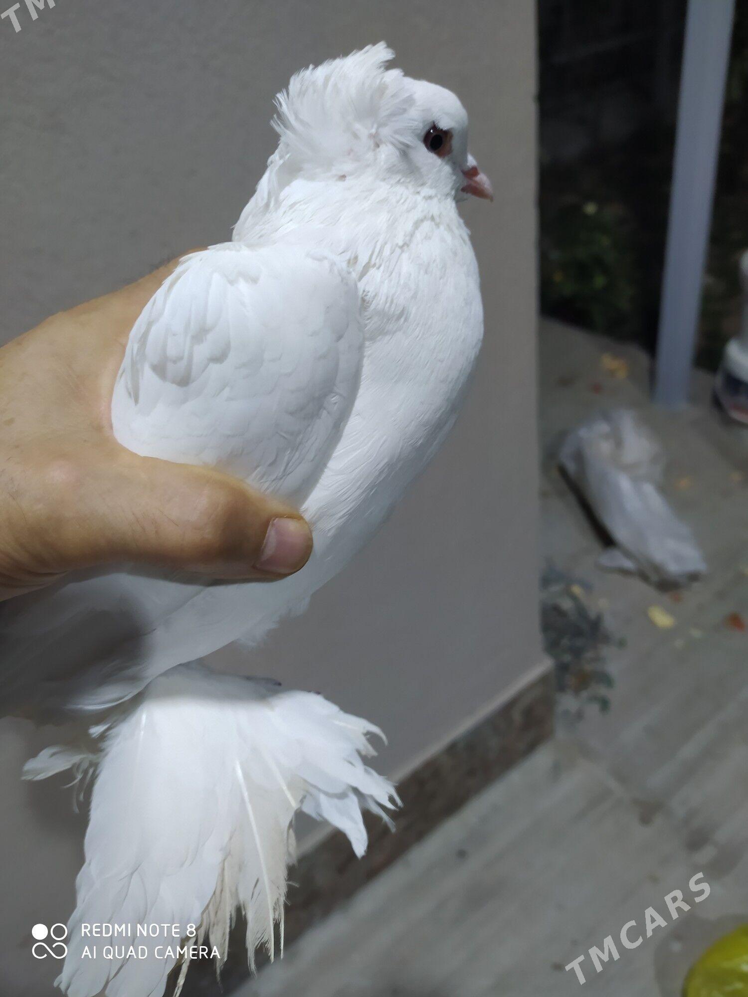 Голуб - Туркменабат - img 2