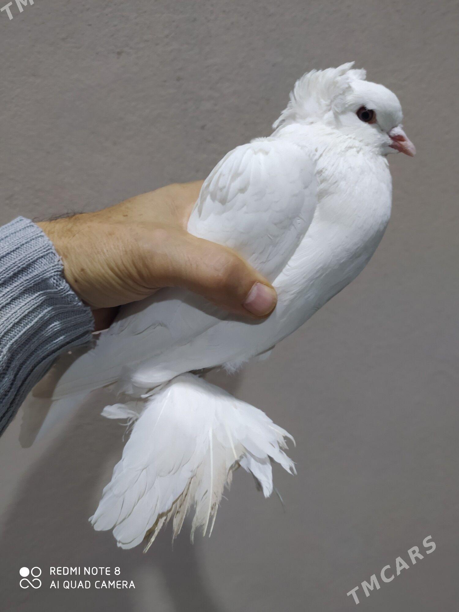 Голуб - Туркменабат - img 3