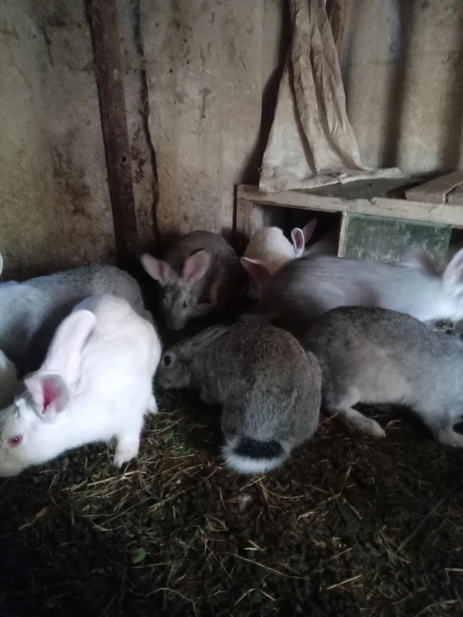 towsan - Мары - img 3