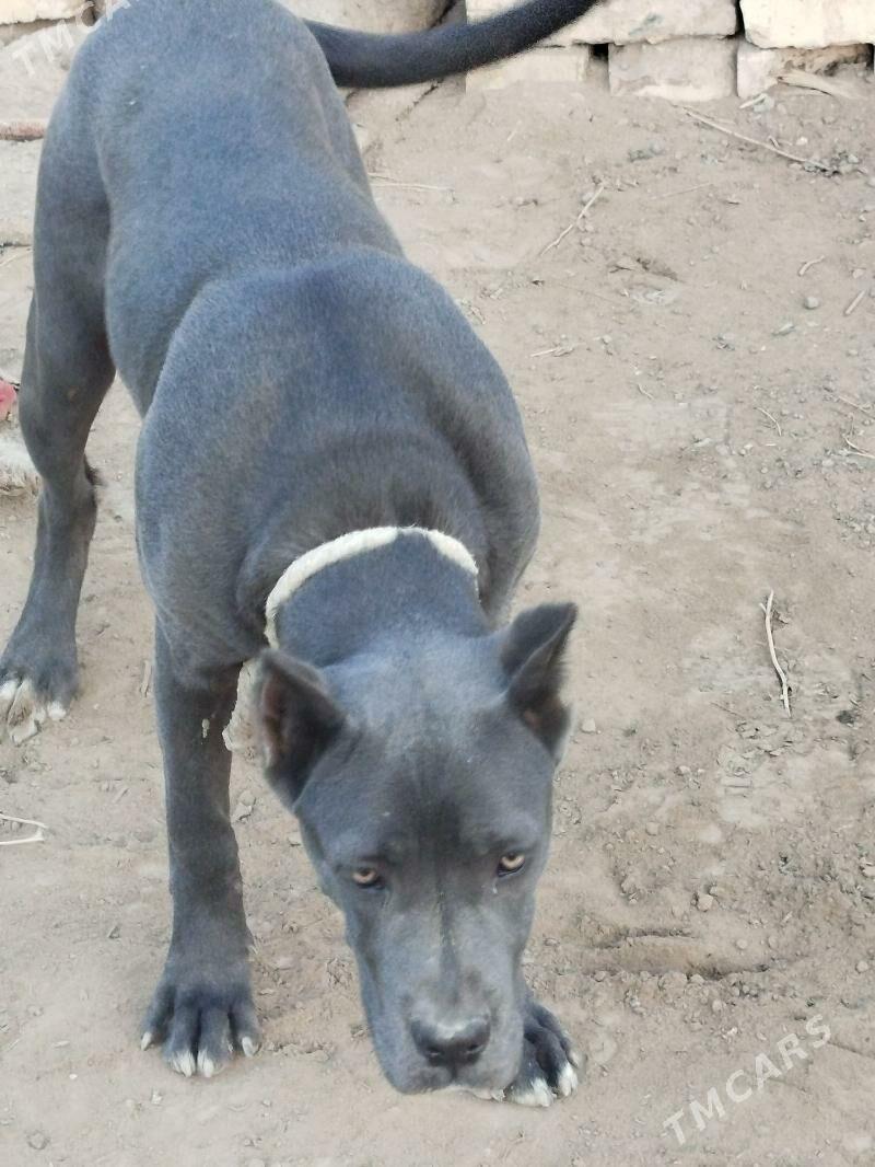 italyanskiy kanikorsa - Дянев - img 1