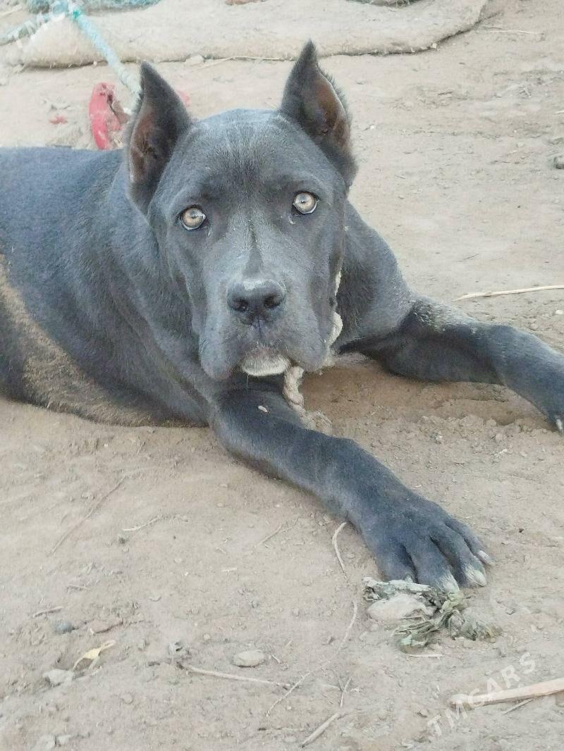 italyanskiy kanikorsa - Дянев - img 2