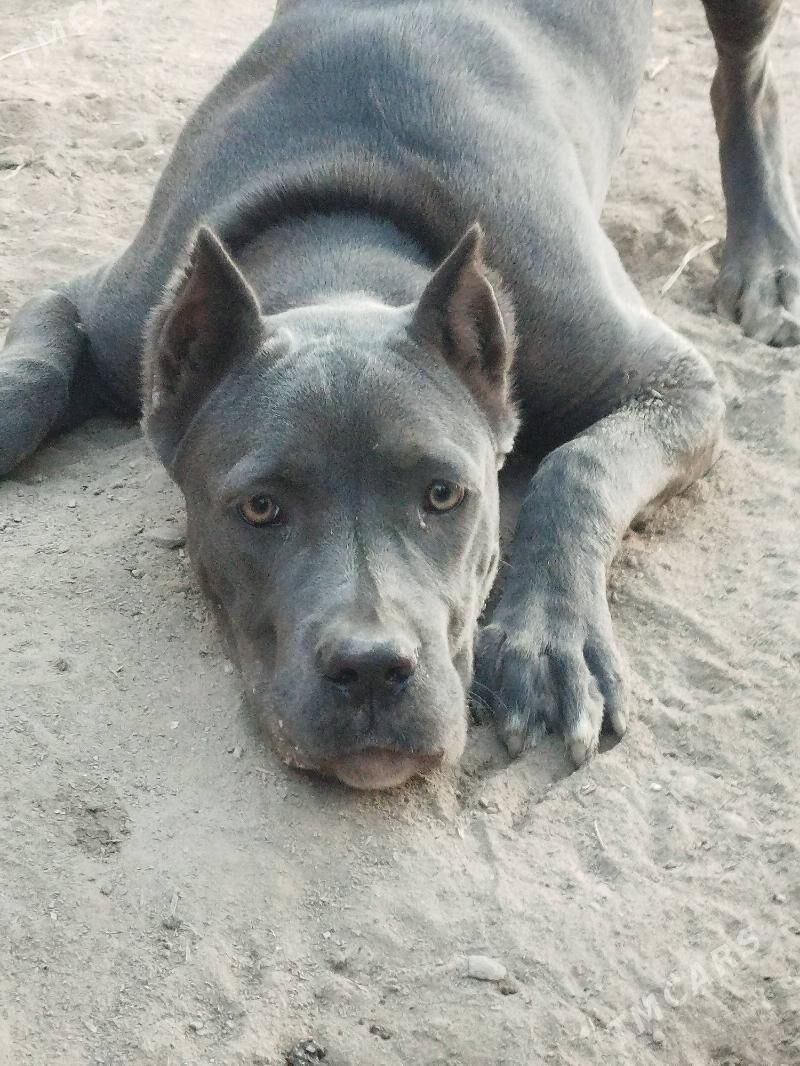 italyanskiy kanikorsa - Дянев - img 3