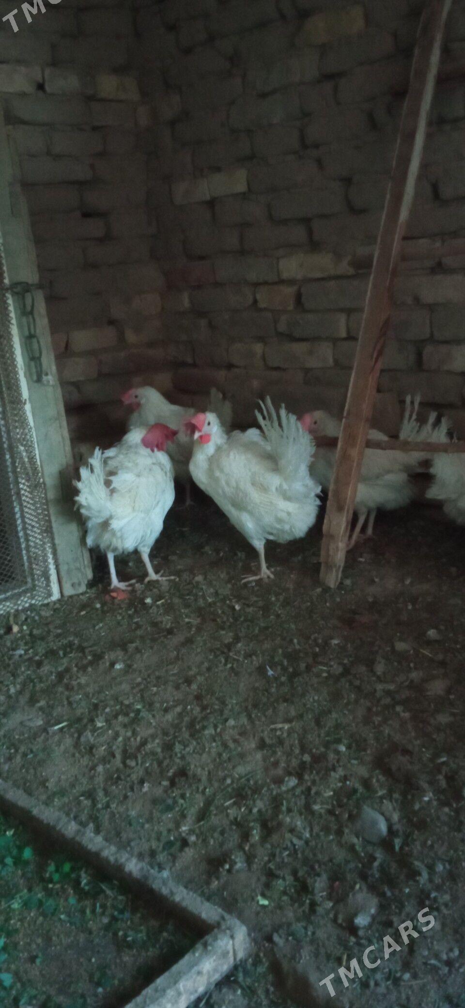 Ak towuk - Murgap - img 2