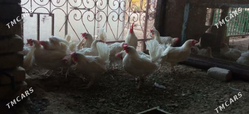 Ak towuk - Murgap - img 3