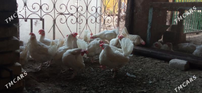 Ak towuk - Murgap - img 4