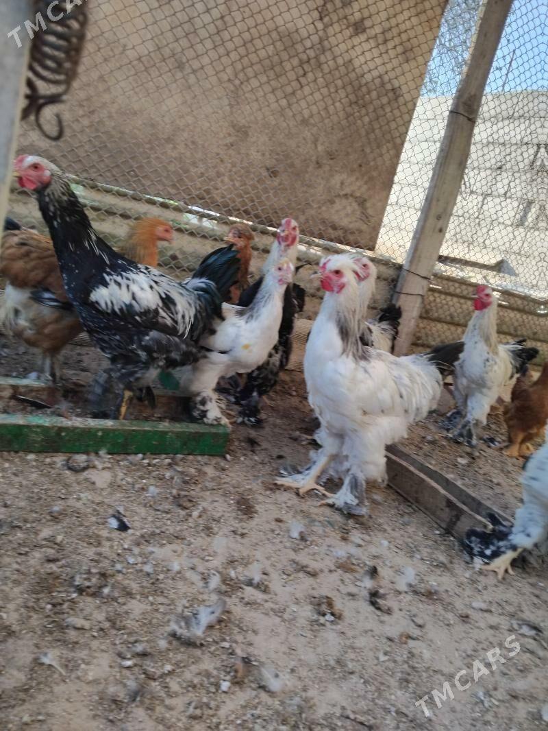 Ýas horazlar - Гызыларбат - img 1