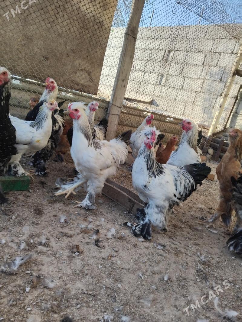 Ýas horazlar - Гызыларбат - img 2