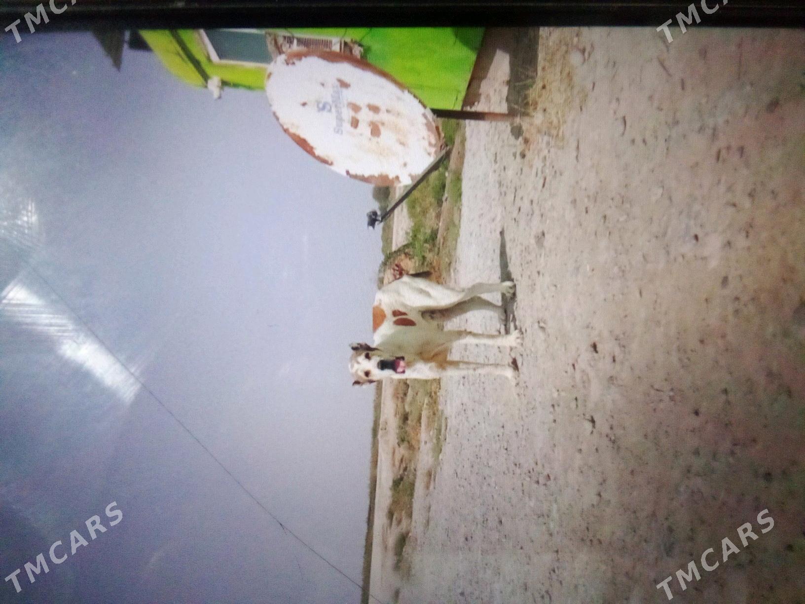 Satlyk it - Яшлык - img 1