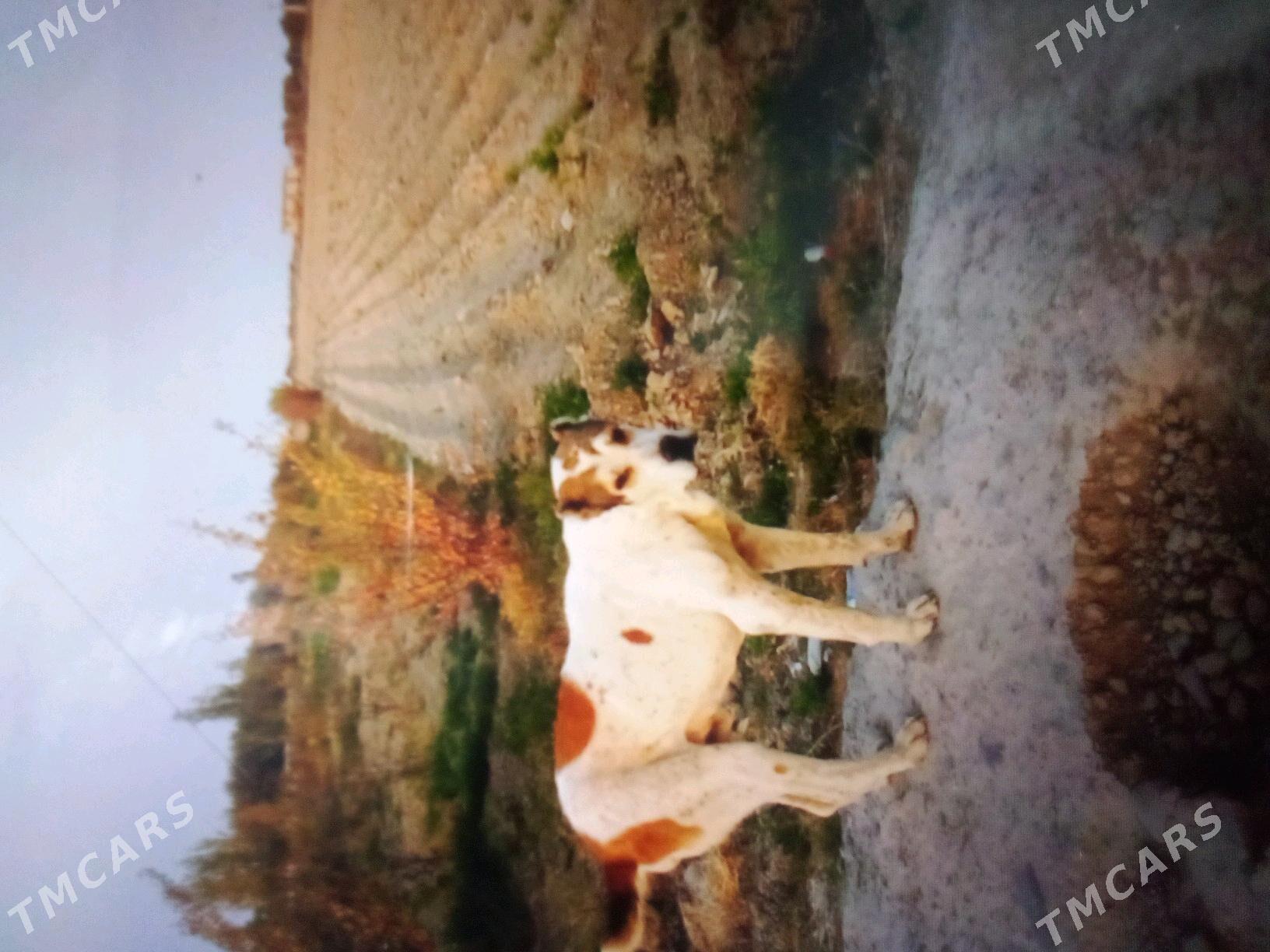 Satlyk it - Яшлык - img 2