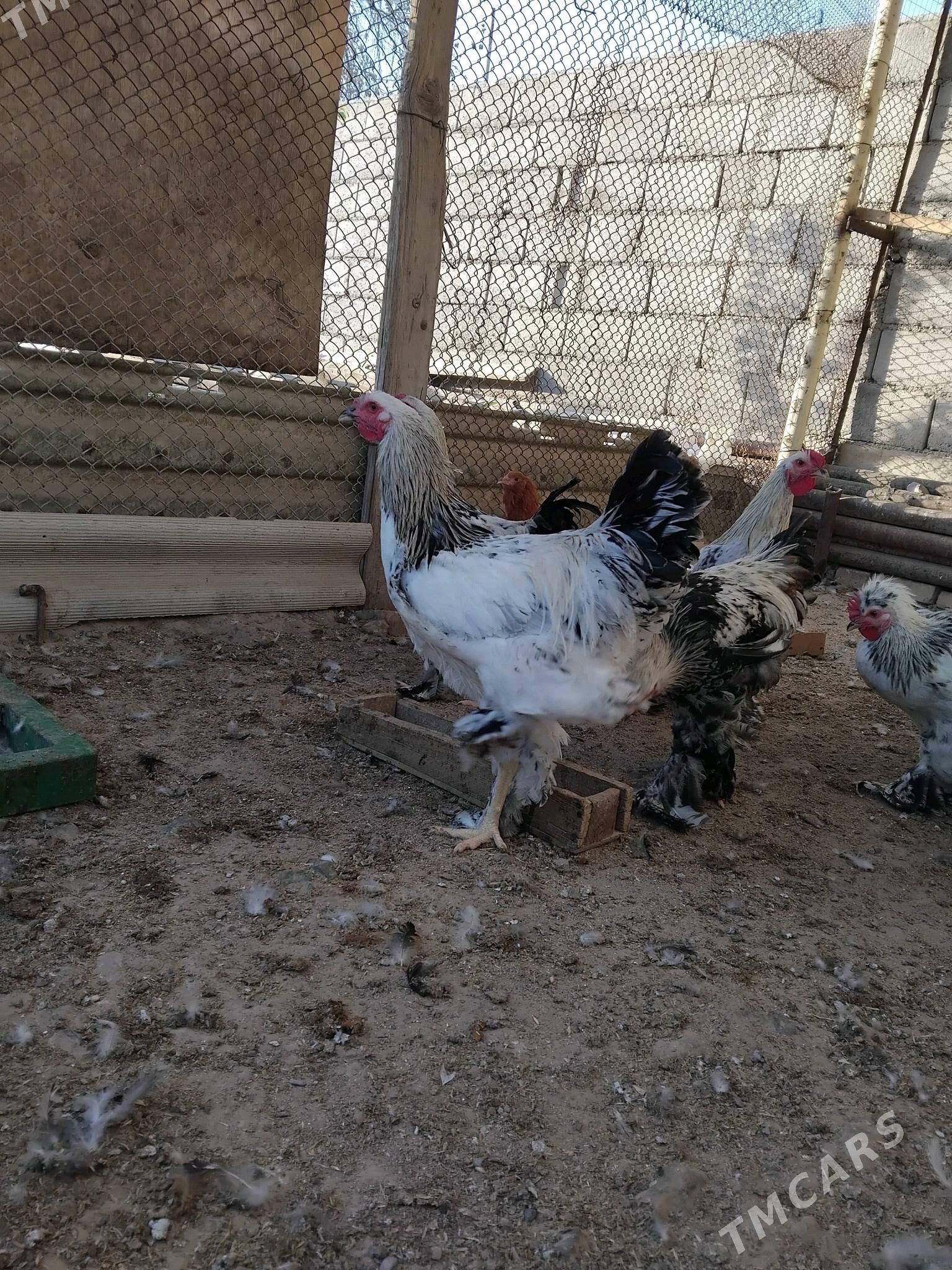 Ýas horazlar - Гызыларбат - img 3