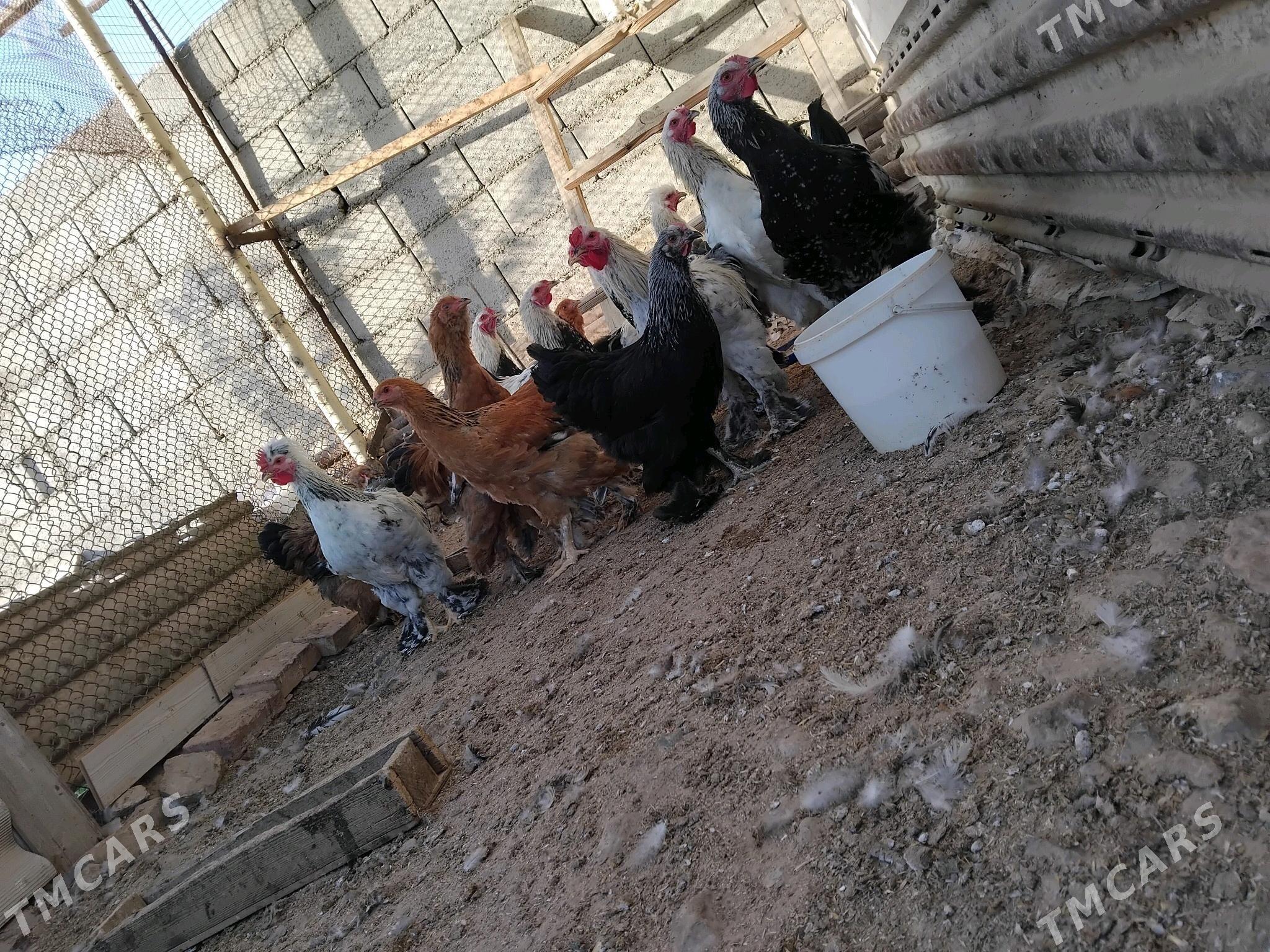 Ýas horazlar - Гызыларбат - img 4