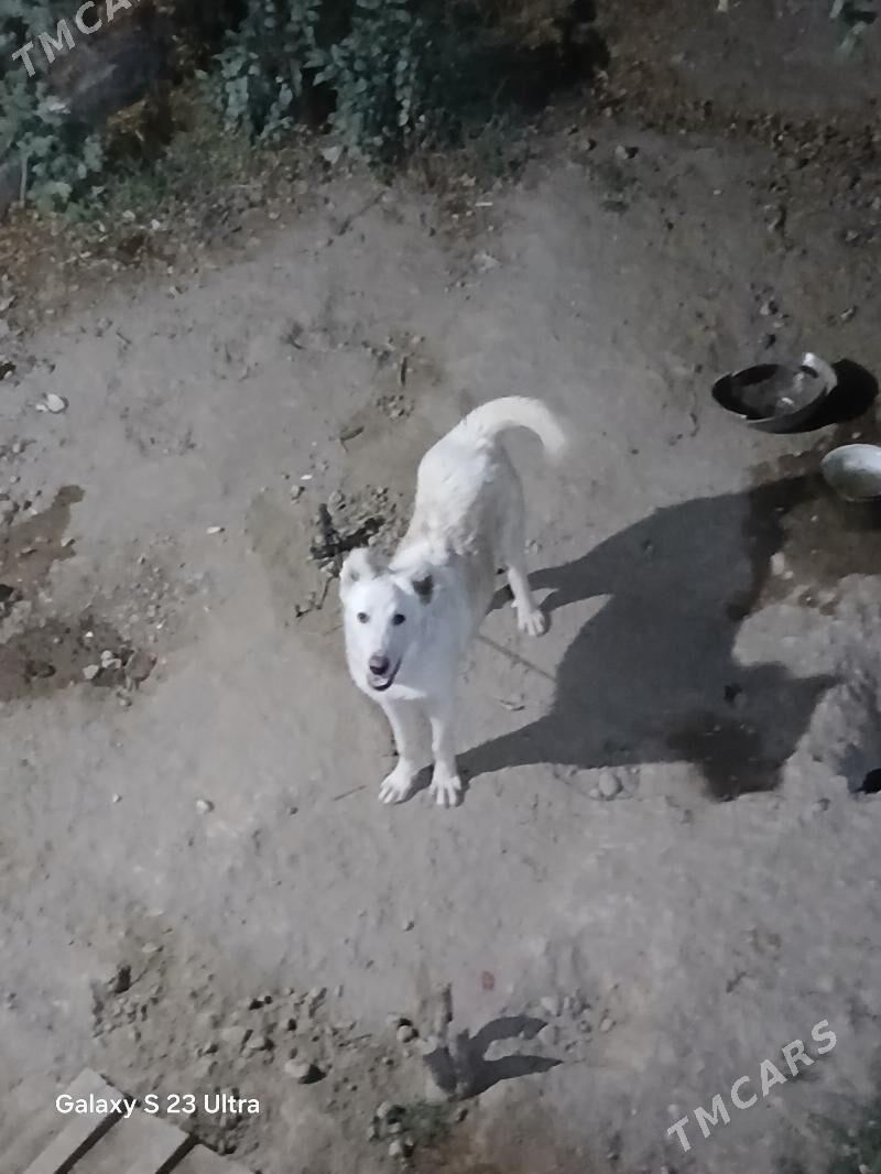 alabay akgus turkmen it - Büzmeýin - img 2