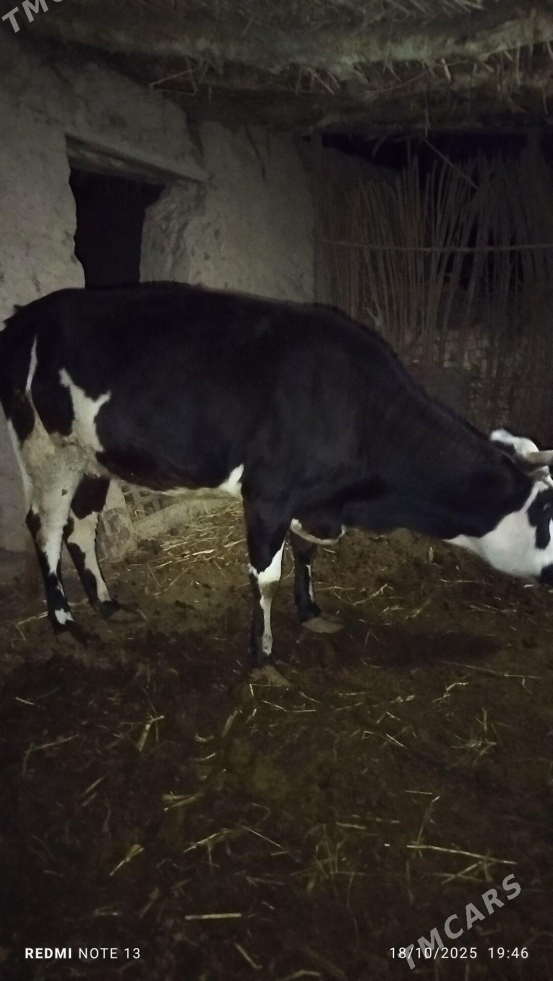 goleli sygyr - Дянев - img 4