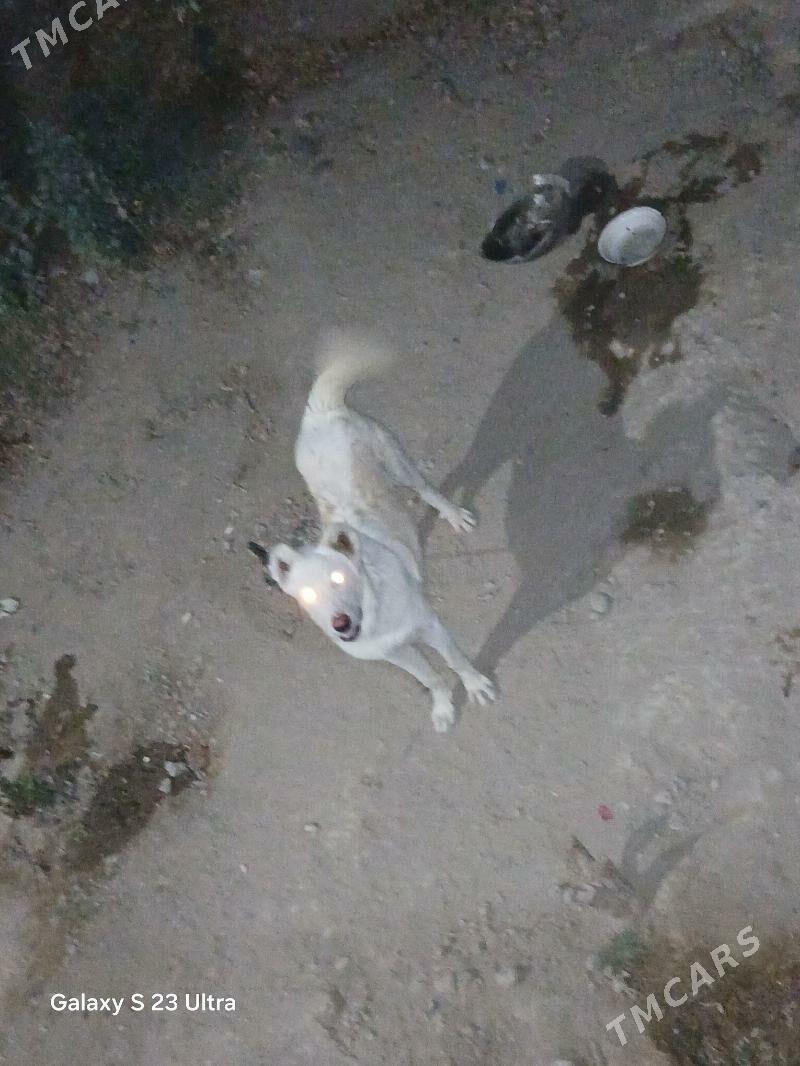 alabay akgus turkmen it - Büzmeýin - img 4