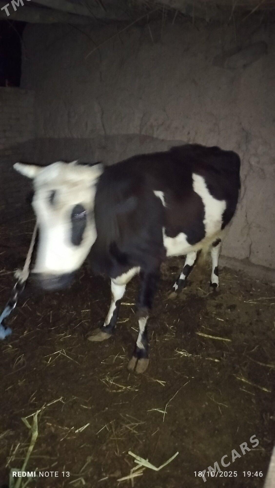 goleli sygyr - Дянев - img 1