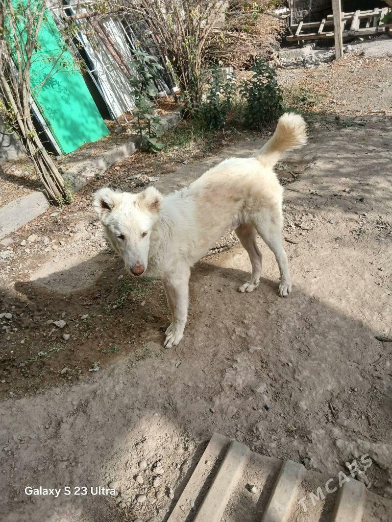 alabay akgus turkmen it - Büzmeýin - img 3