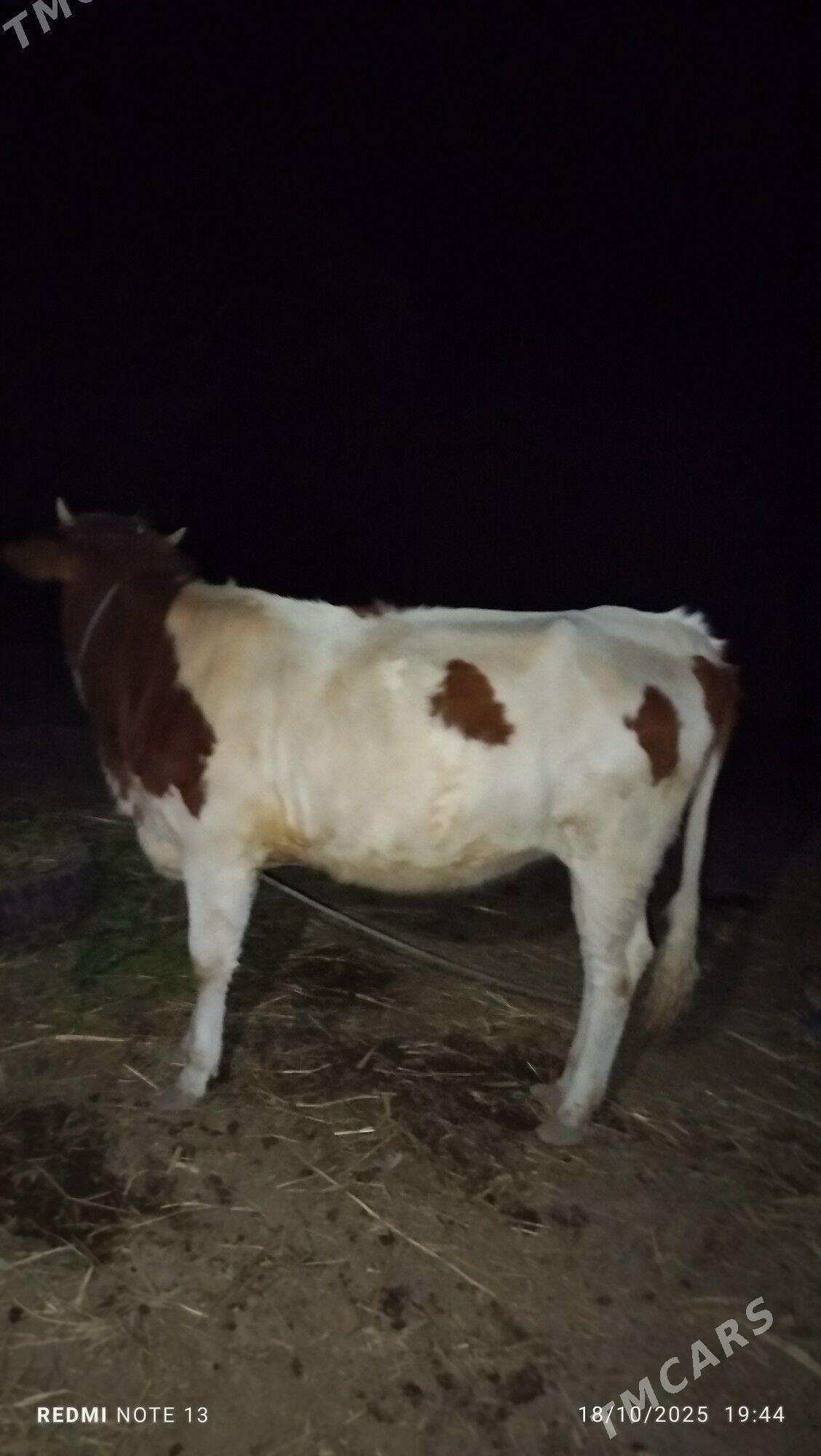 goleli sygyr - Дянев - img 3