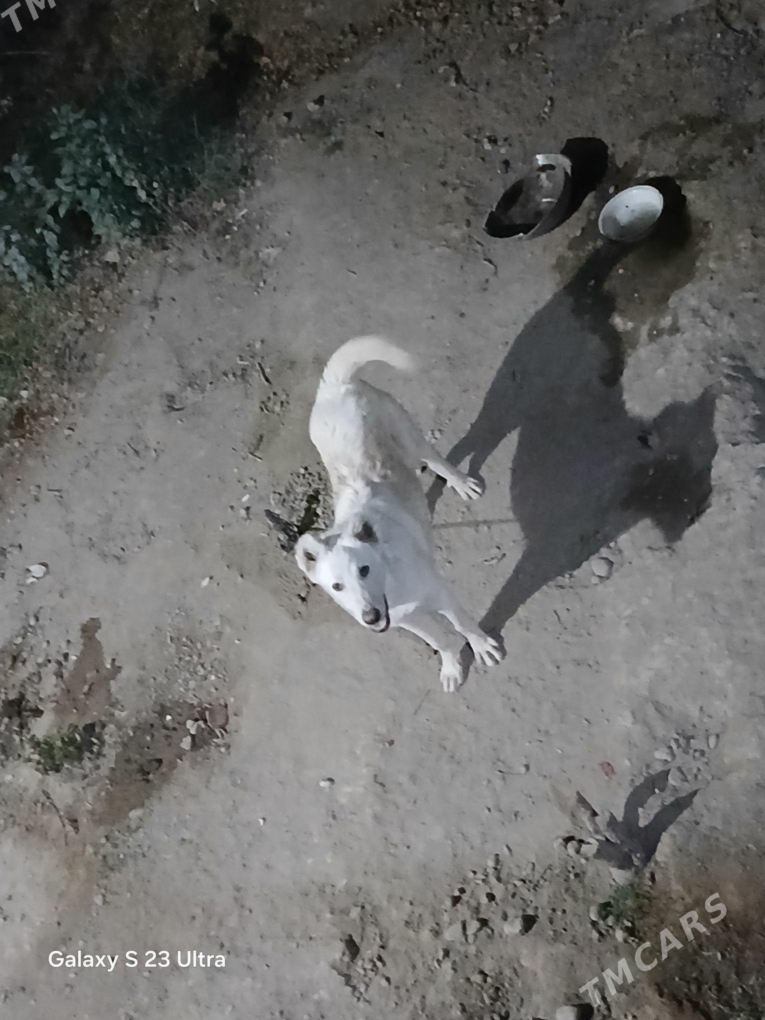 alabay akgus turkmen it - Büzmeýin - img 1