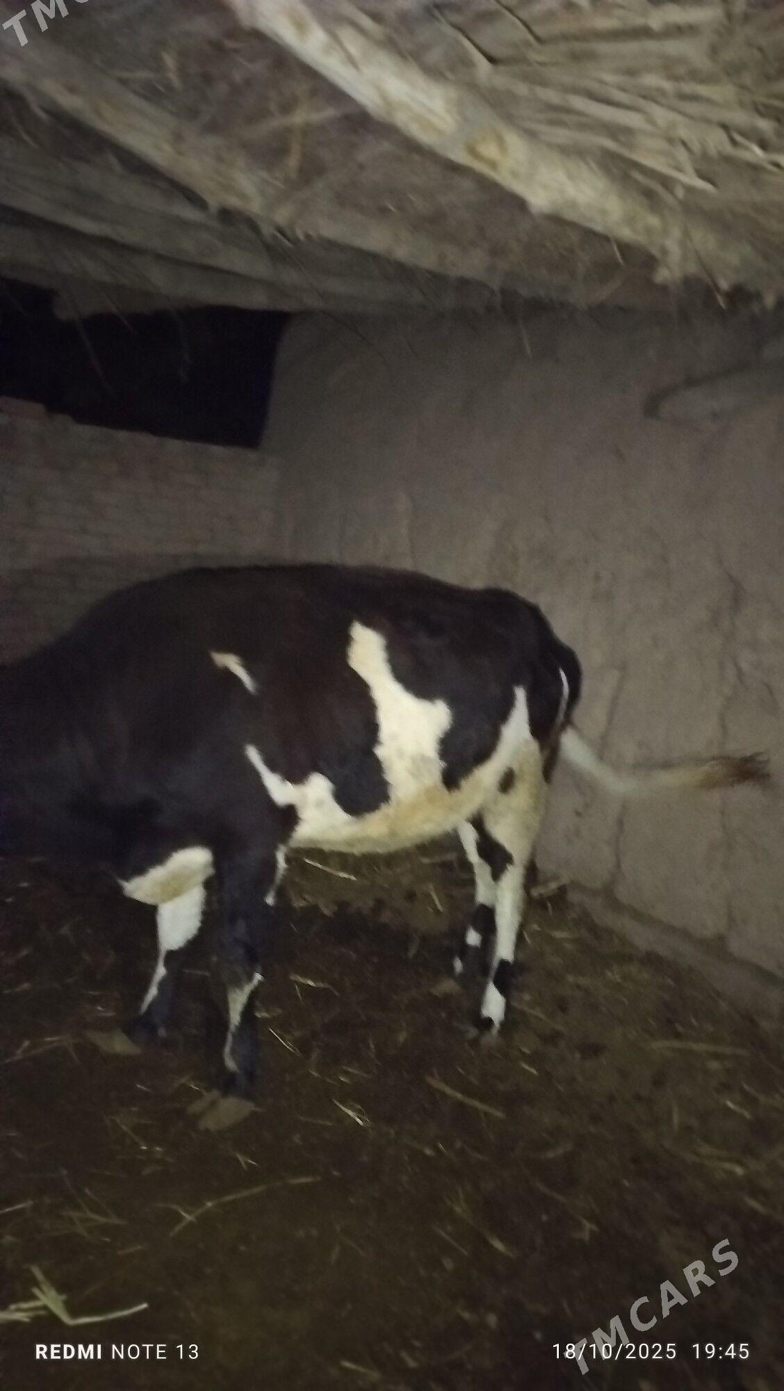 goleli sygyr - Дянев - img 5