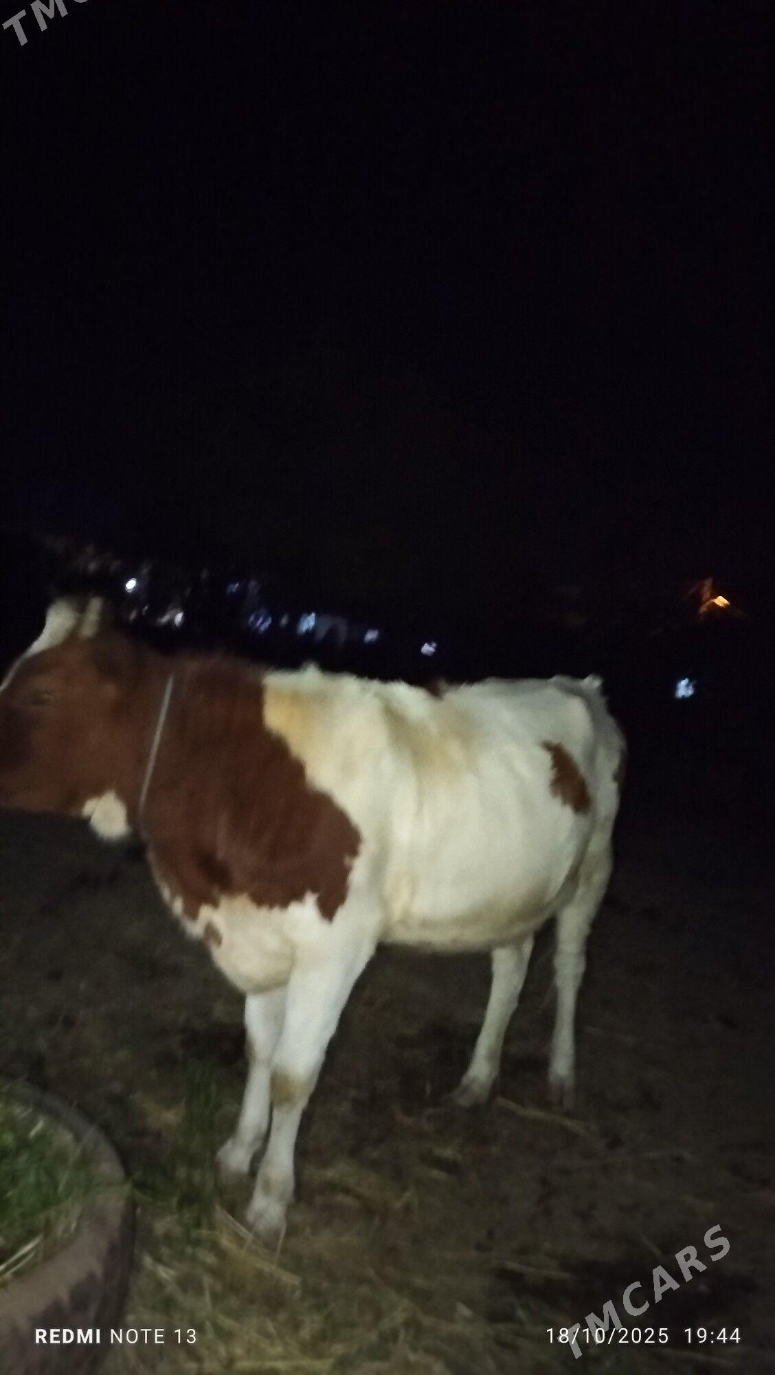 goleli sygyr - Дянев - img 2