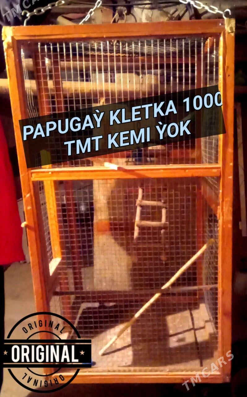 Papugaỳ kletka - Türkmenabat - img 1