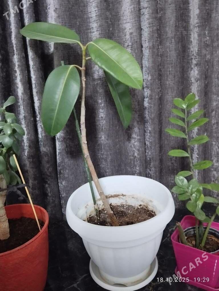 фикус,денежное дерево - 4 mkr - img 2