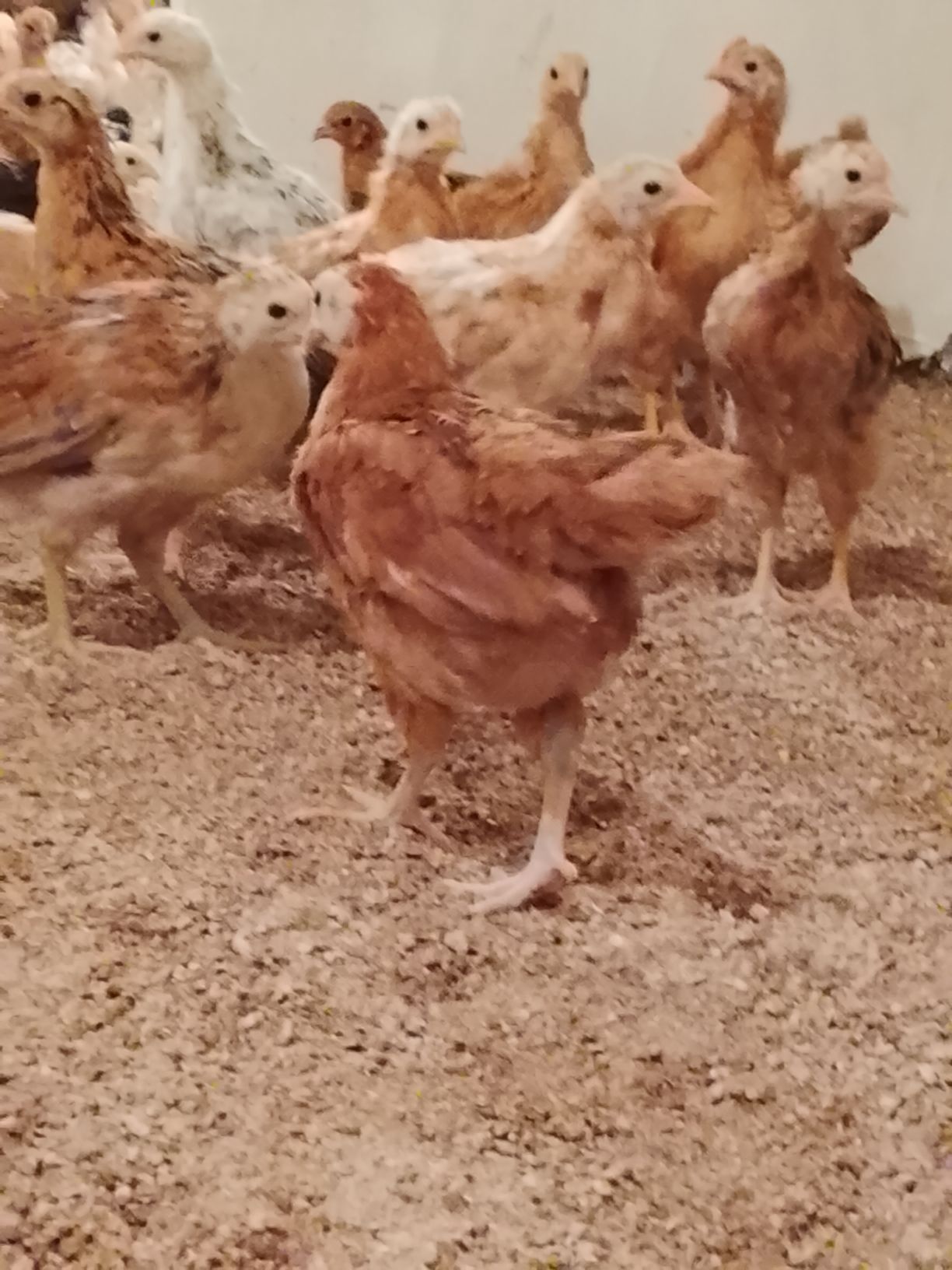 juyjeler - Гёкдепе - img 2