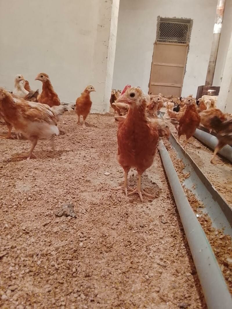 juyjeler - Гёкдепе - img 4