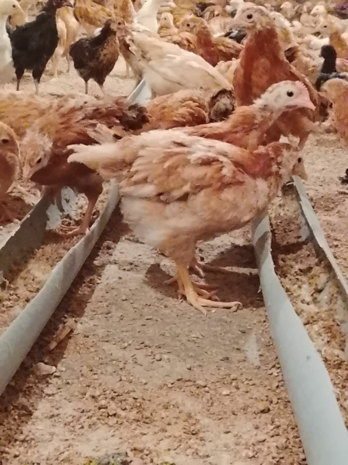 juyjeler - Гёкдепе - img 3