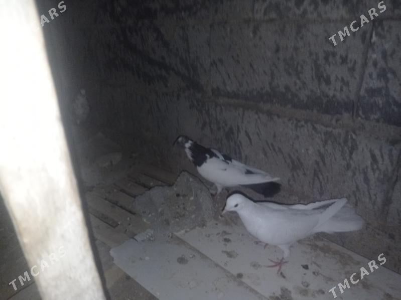 Kepderi - Гызыларбат - img 3