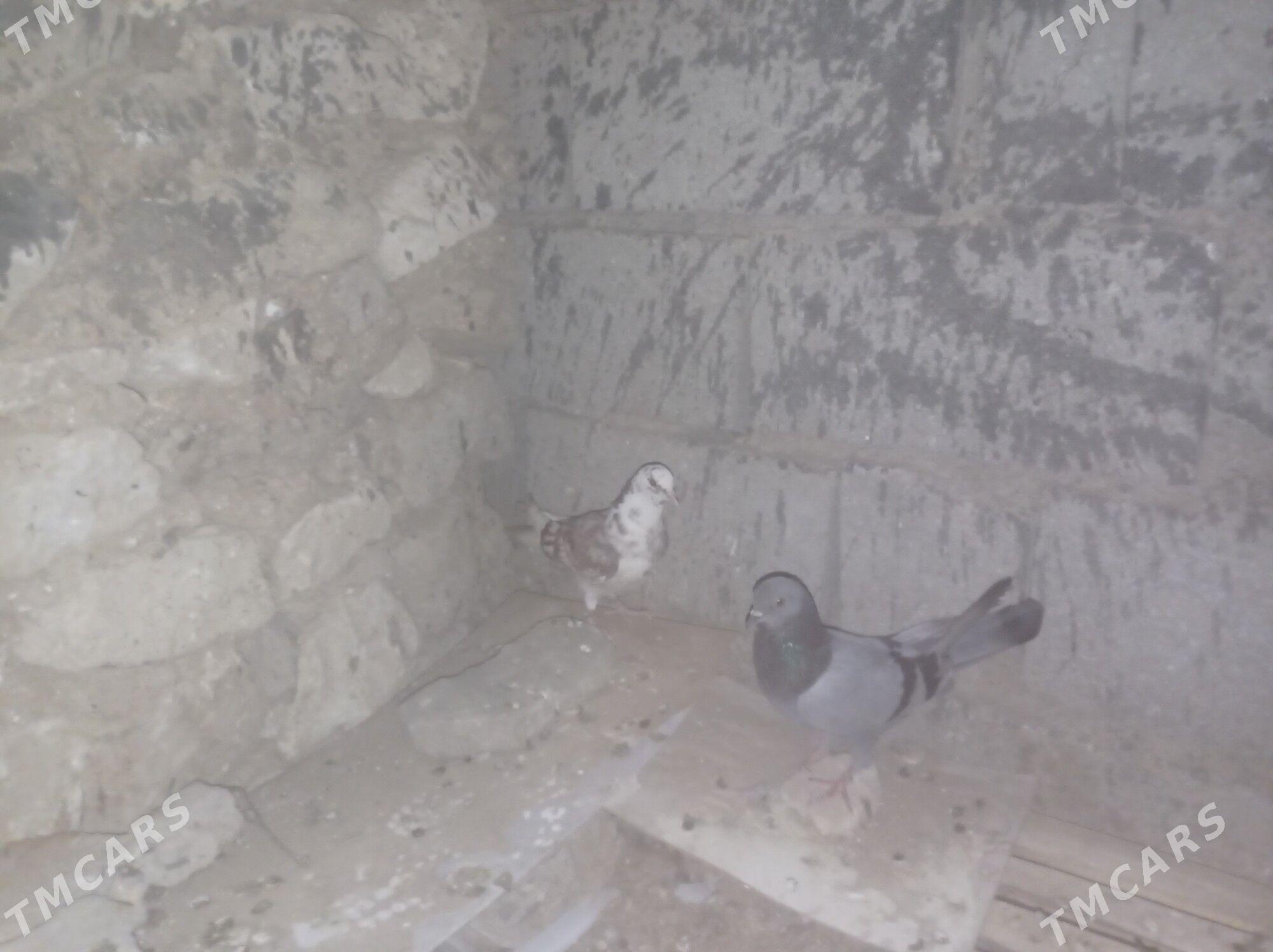 Kepderi - Гызыларбат - img 1